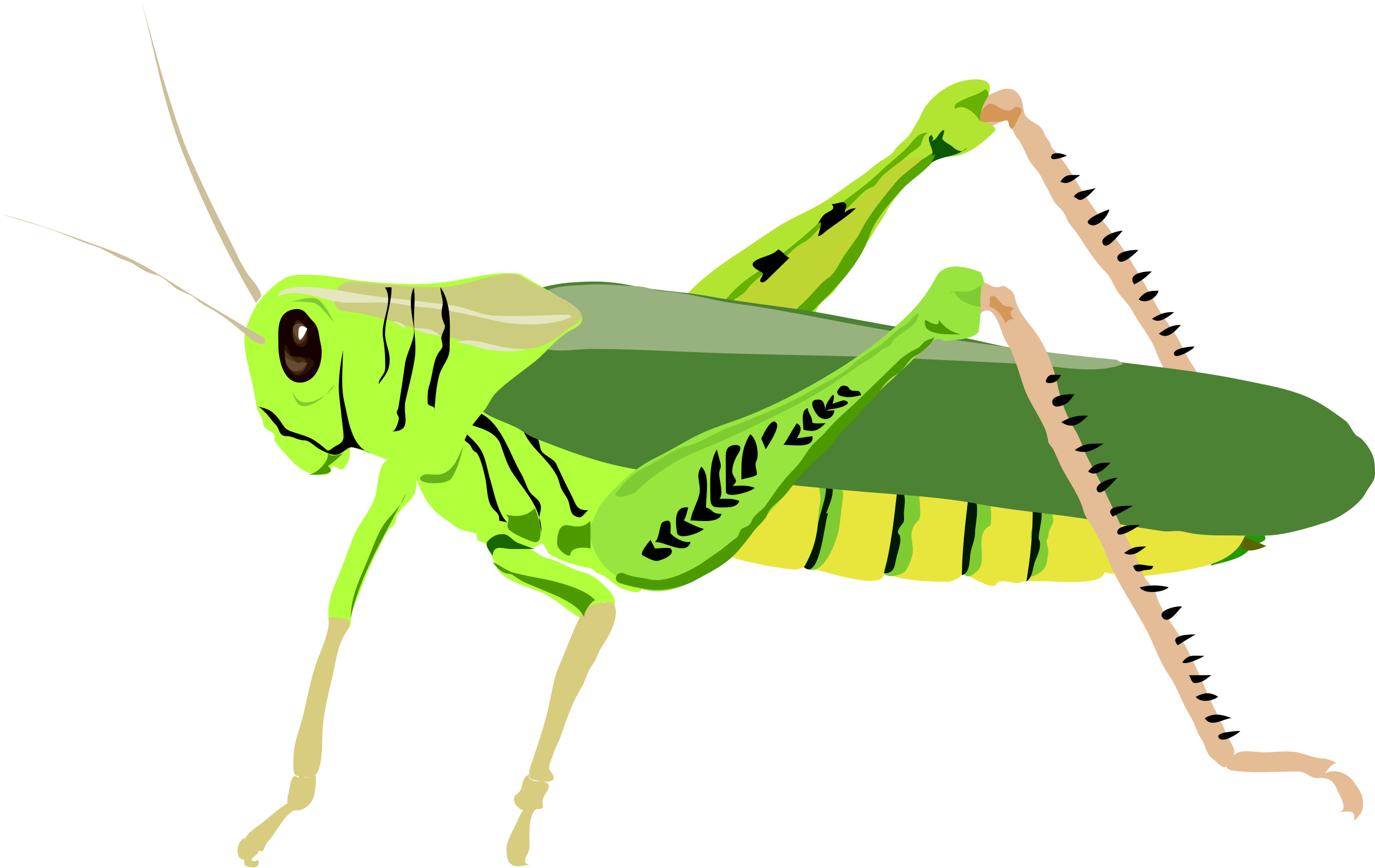 Grasshopper clipart images free