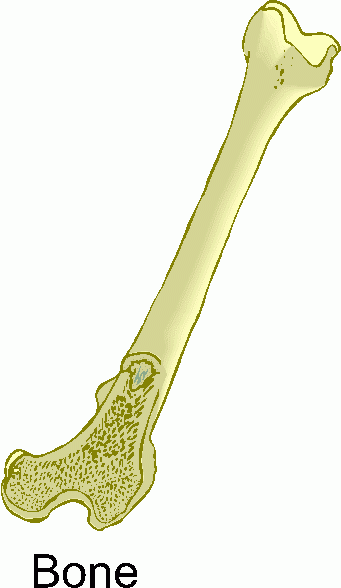 Human bone clipart 2