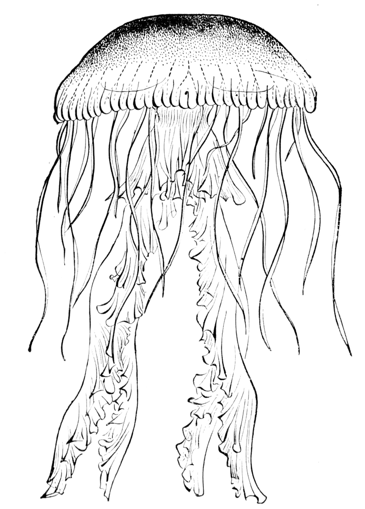 Jellyfish black and white clipart 2