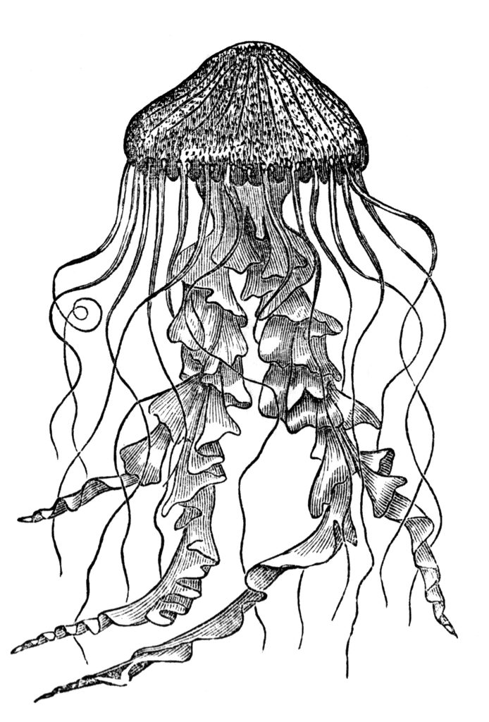 Jellyfish clipart 4