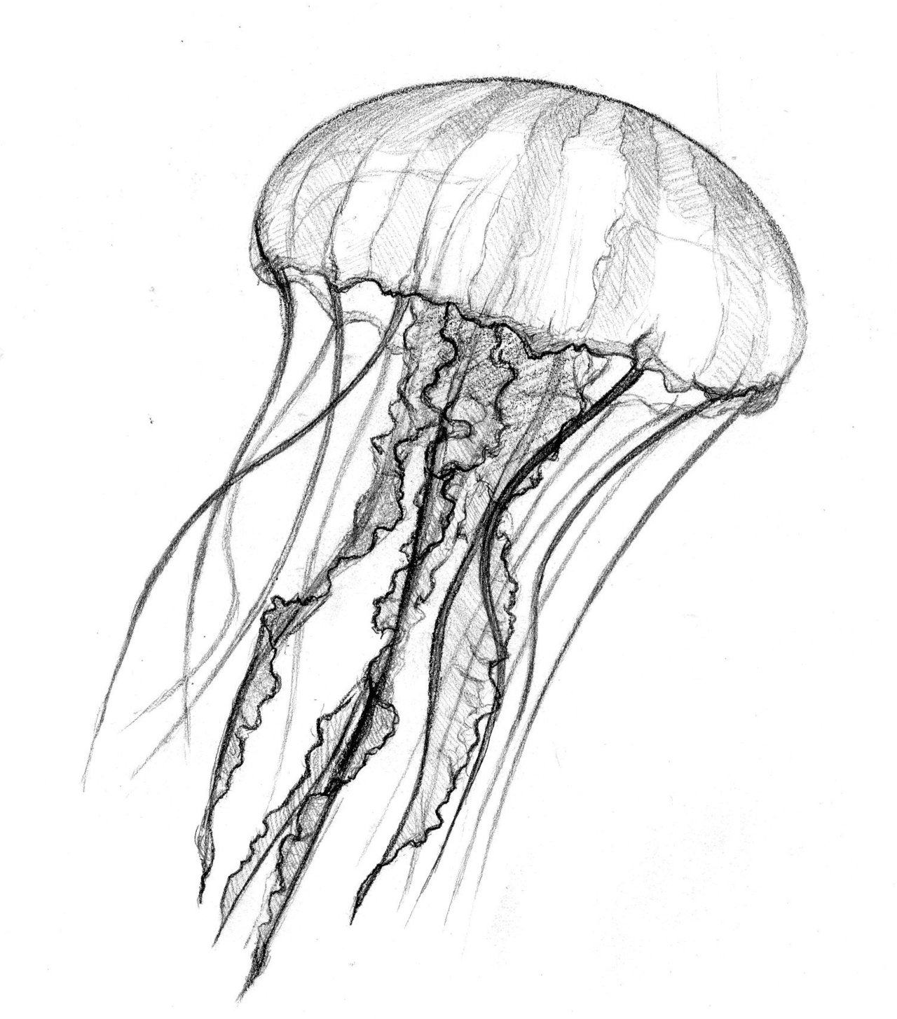 Jellyfish jelly fish outline clipart 4