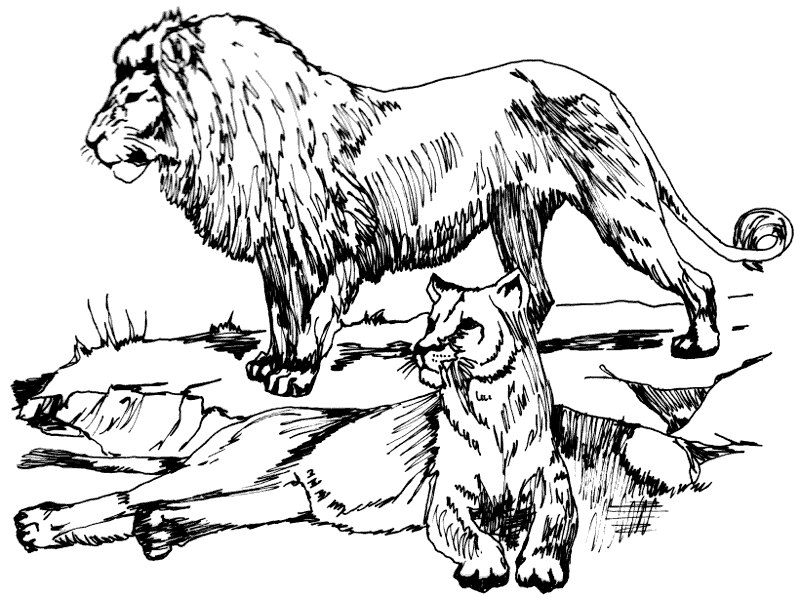 Lion  black and white free black and white lion clipart 1 page of clip art