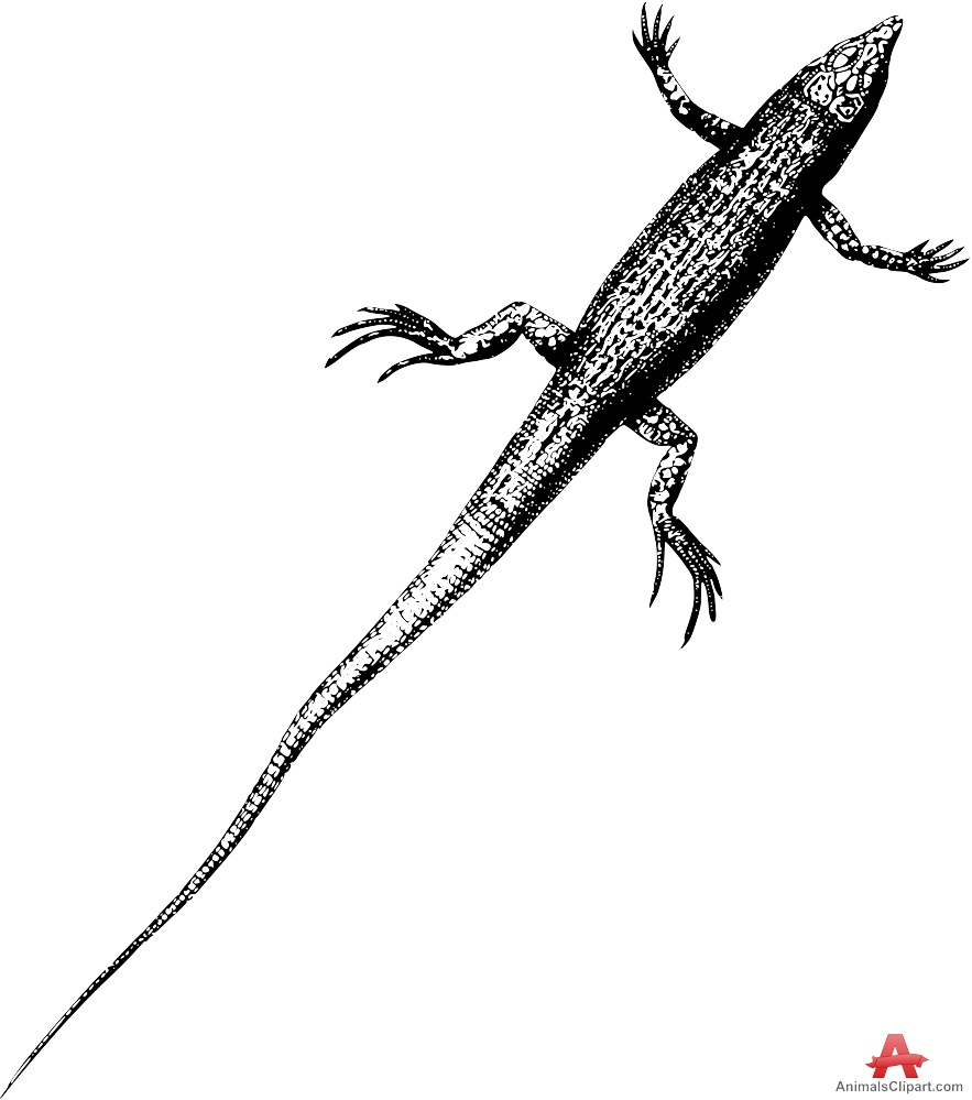 Lizard clipart drawing free design download