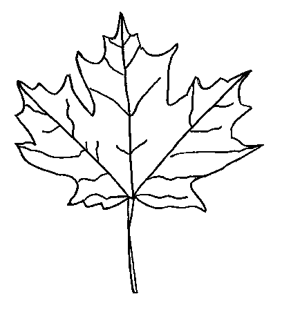 Maple leaf outline pictures images clipart