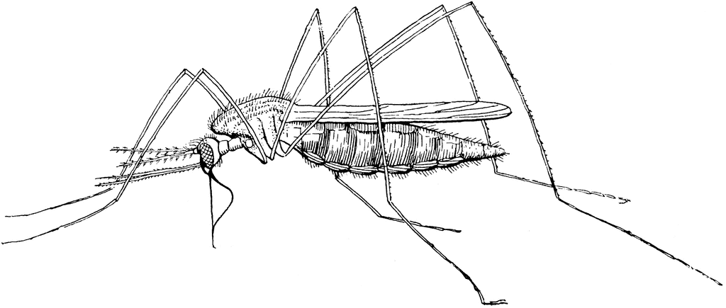 Mosquito clipart 3 3