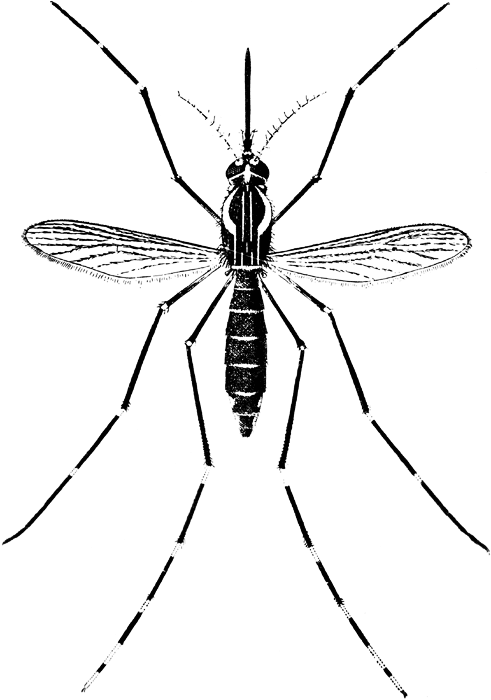 Mosquito clipart for kids free images 2