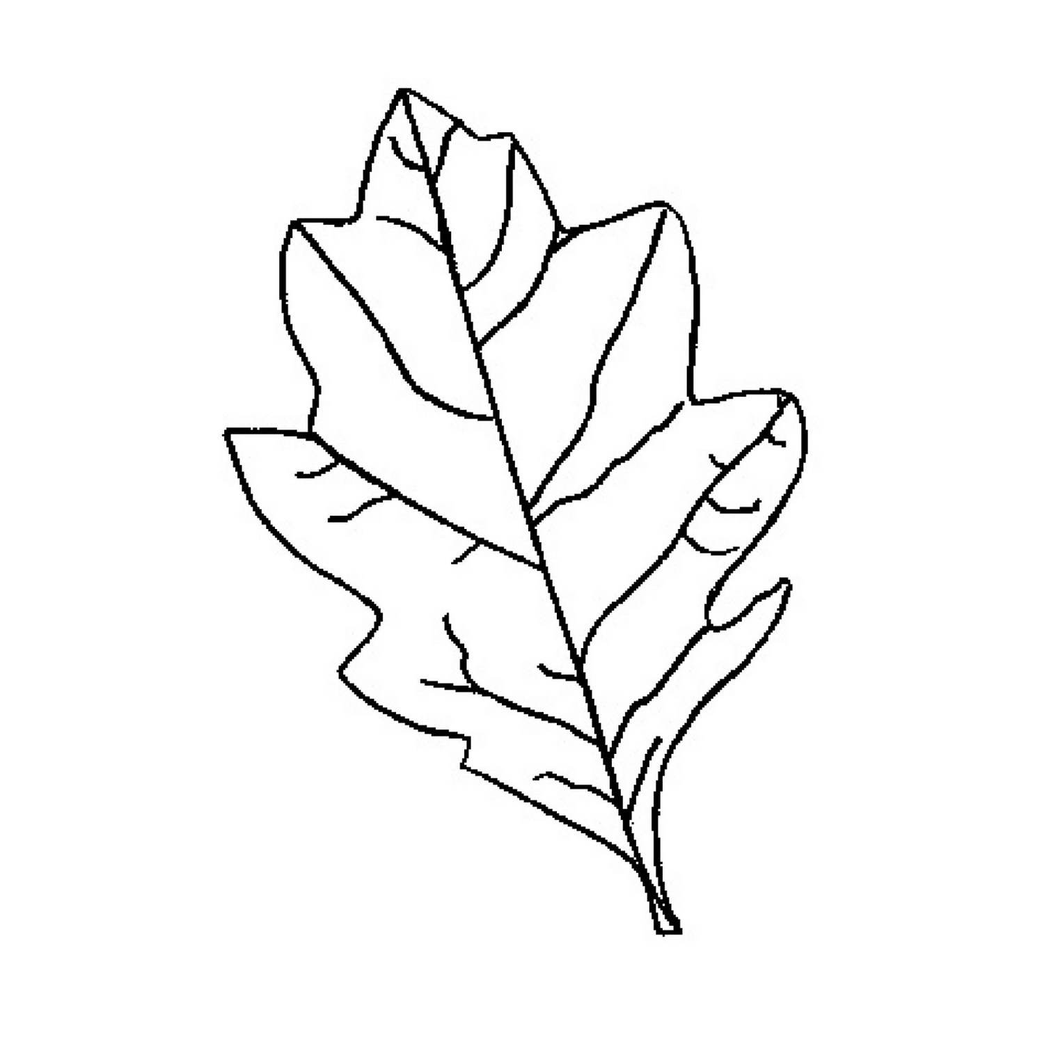 Oak leaf outline printable clipart free to use clip art resource 2