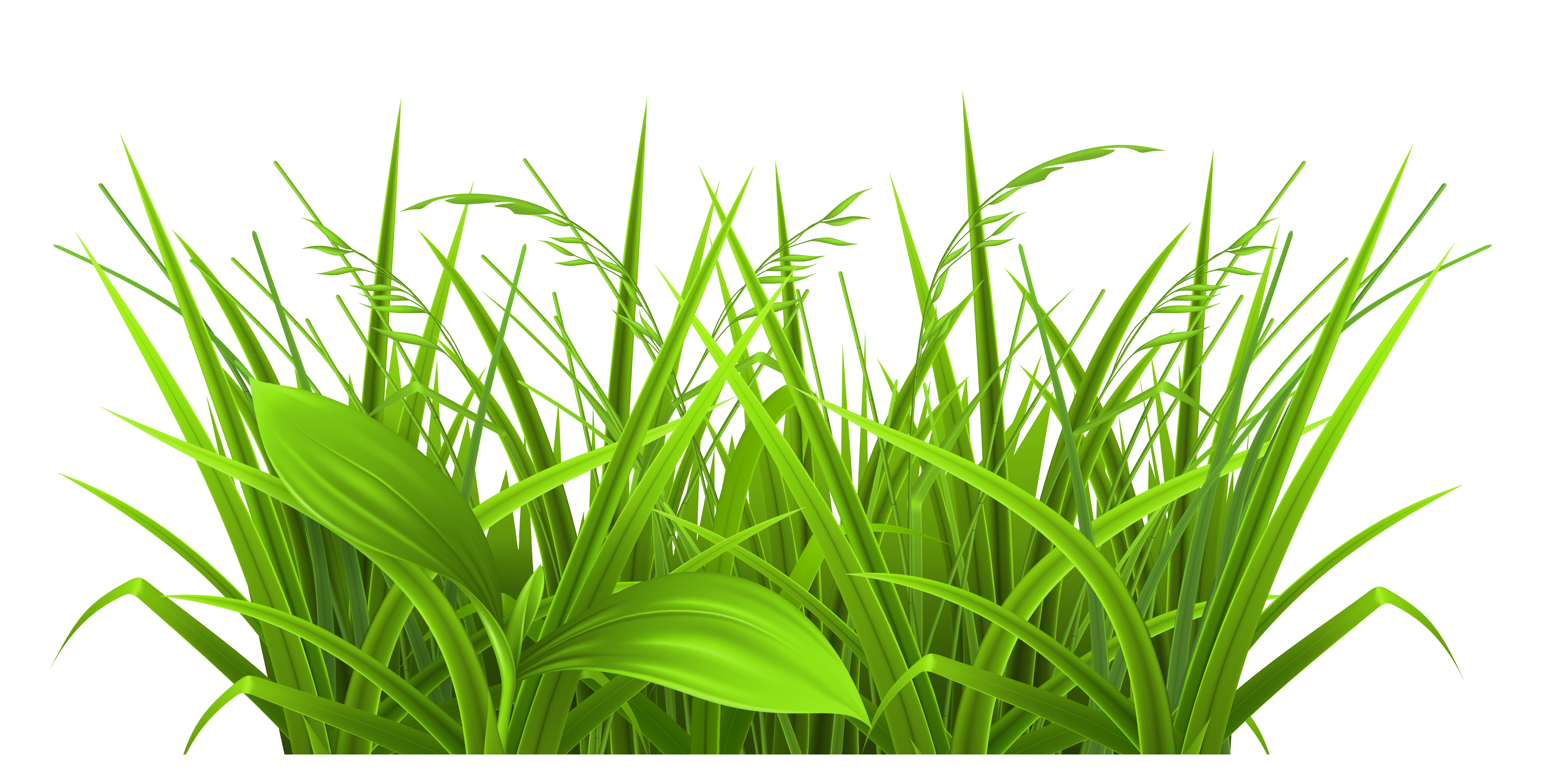 Prairie or field wheat grass clipart