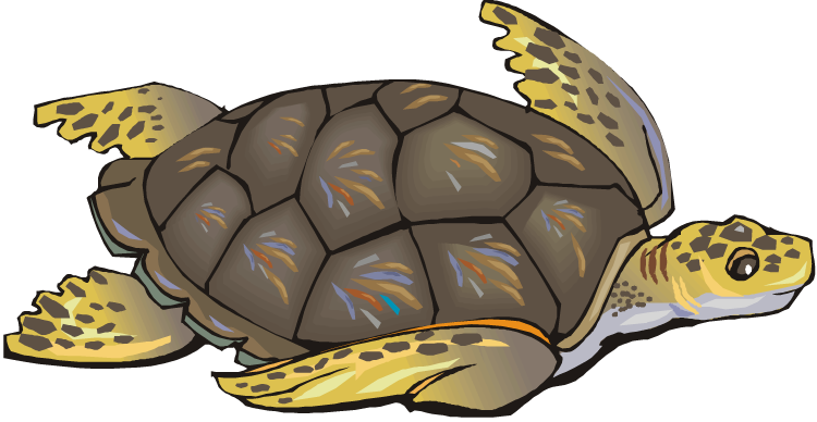 Sea turtle clip art free