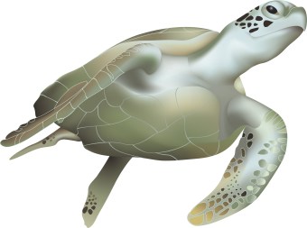 Sea turtle clip art