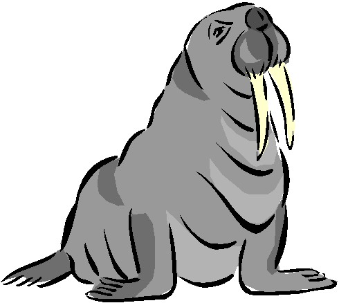Walrus clipart 5