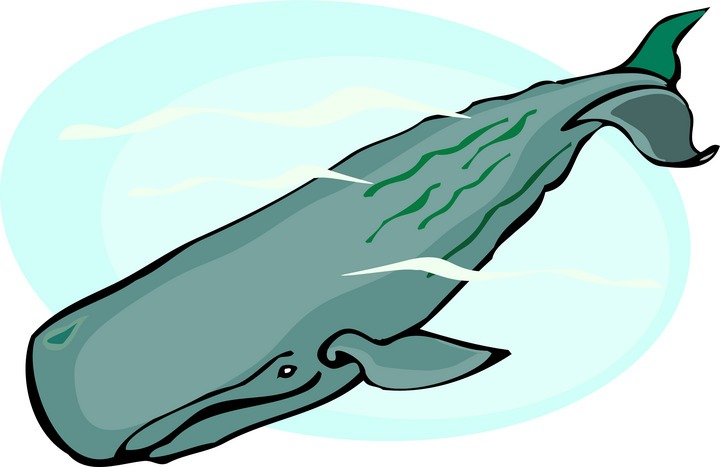 Whale clipart and illustration 2 whale clip art vector image 5 4 3