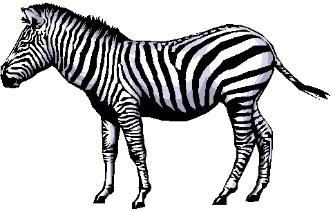 Zebra clipart 8
