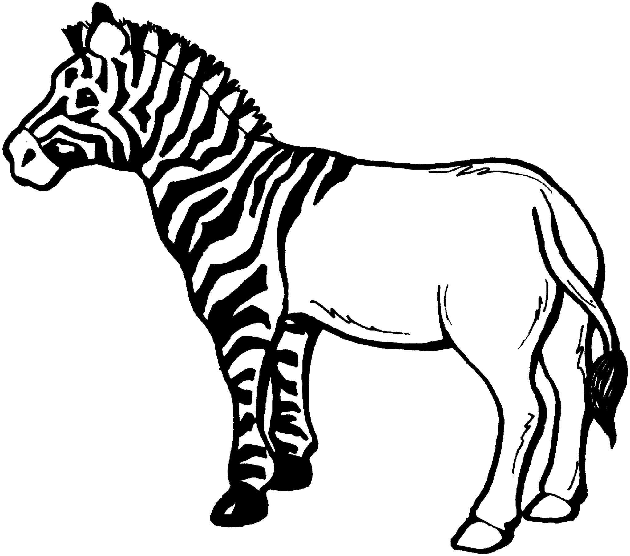 Zebra line drawing clipart free to use clip art resource