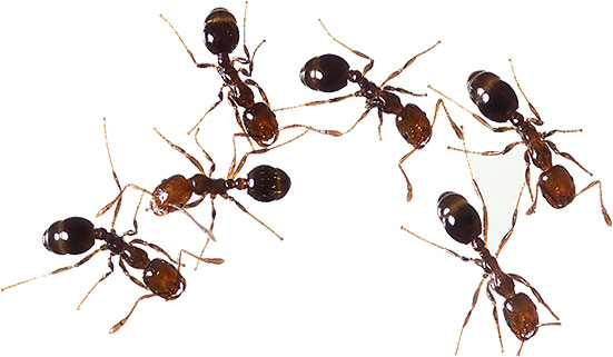 Animated ants ant clipart free 2