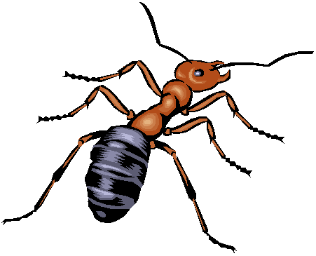 Ant clipart 11