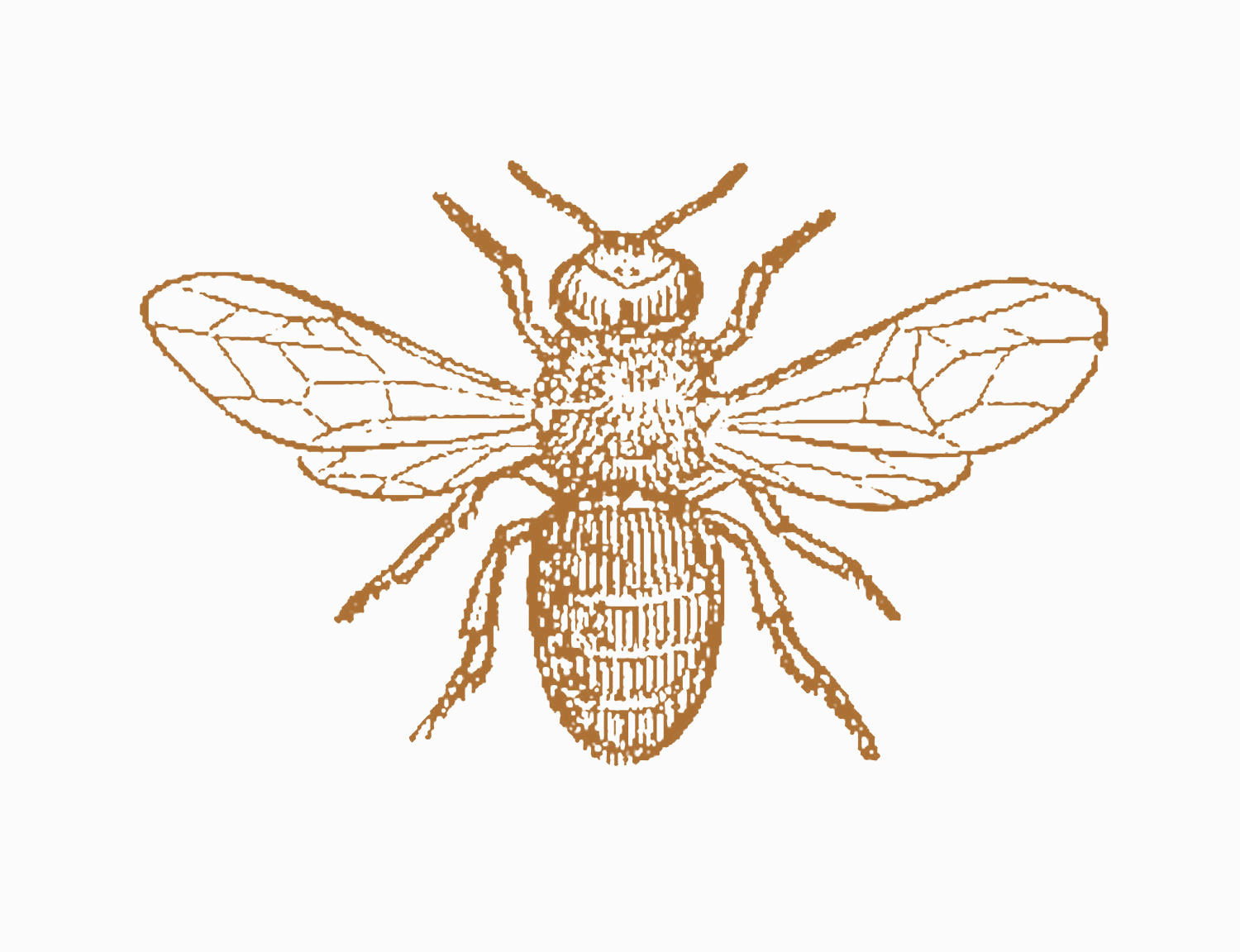 Bee  black and white 0 ideas about bee illustration on art gouache clip art