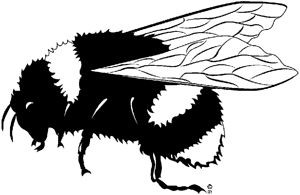 Bee  black and white bee clipart black and white craft projects