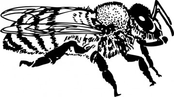 Bee  black and white cute bee clipart black and white free images 2