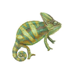 Chameleons free things and graphics on clipart