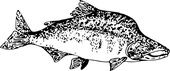 Chinook salmon clip art free vector in open office drawing svg ...