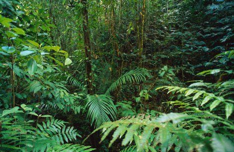 Clipart of rainforest