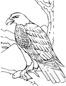 Coopers Hawk Clip Art Download - Wikiclipart