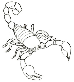 How to draw a scorpion clipart