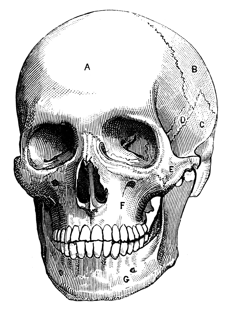 Human skull clipart 2