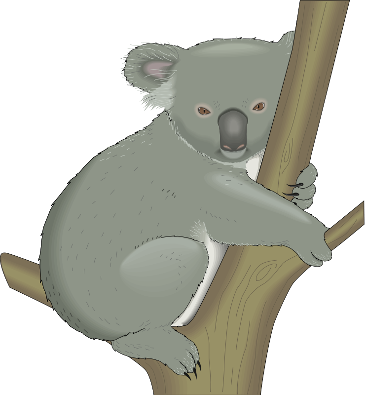 Koala clipart the cliparts