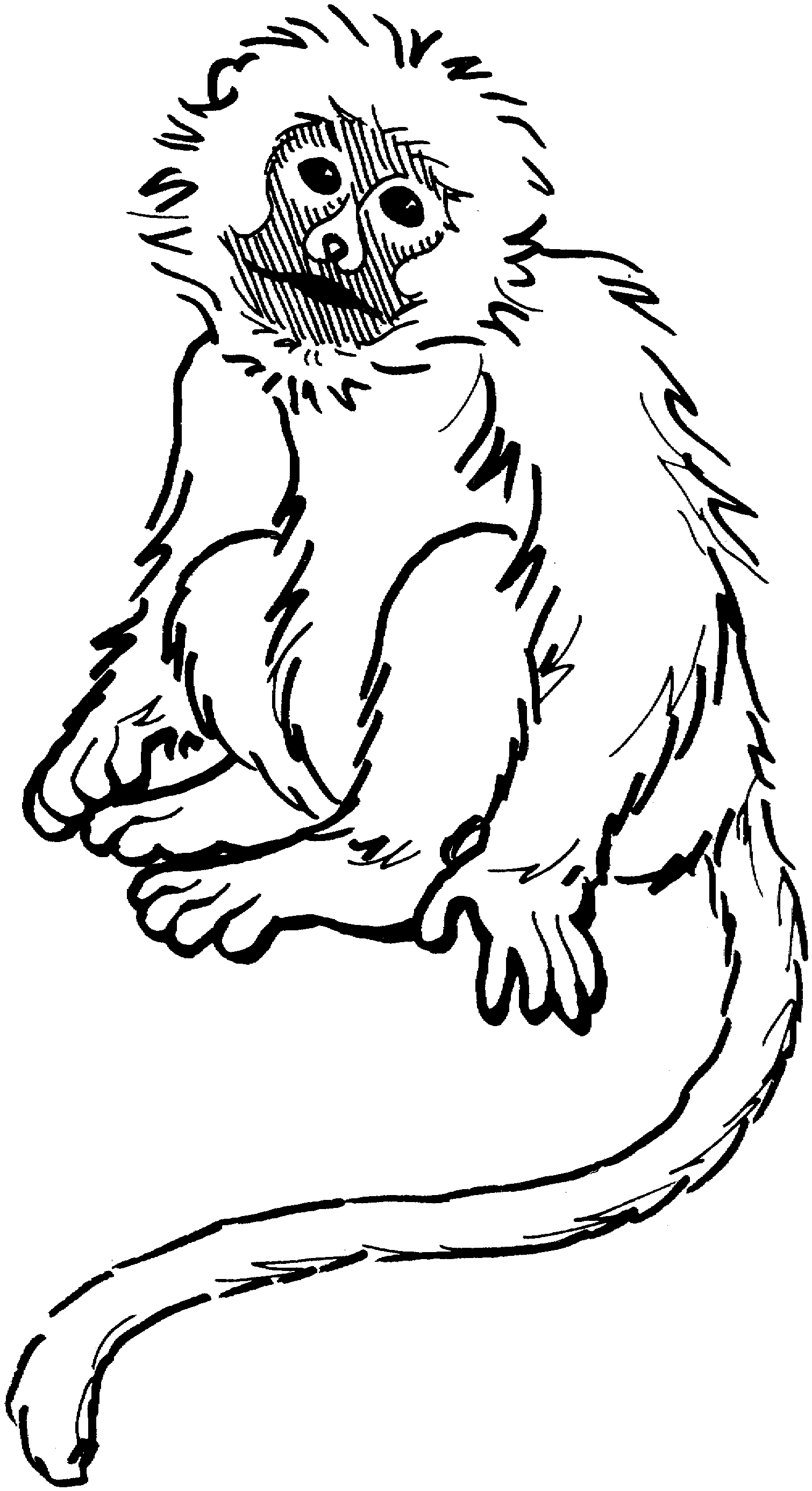 Monkey  black and white black and white pictures of monkeys clipart 2