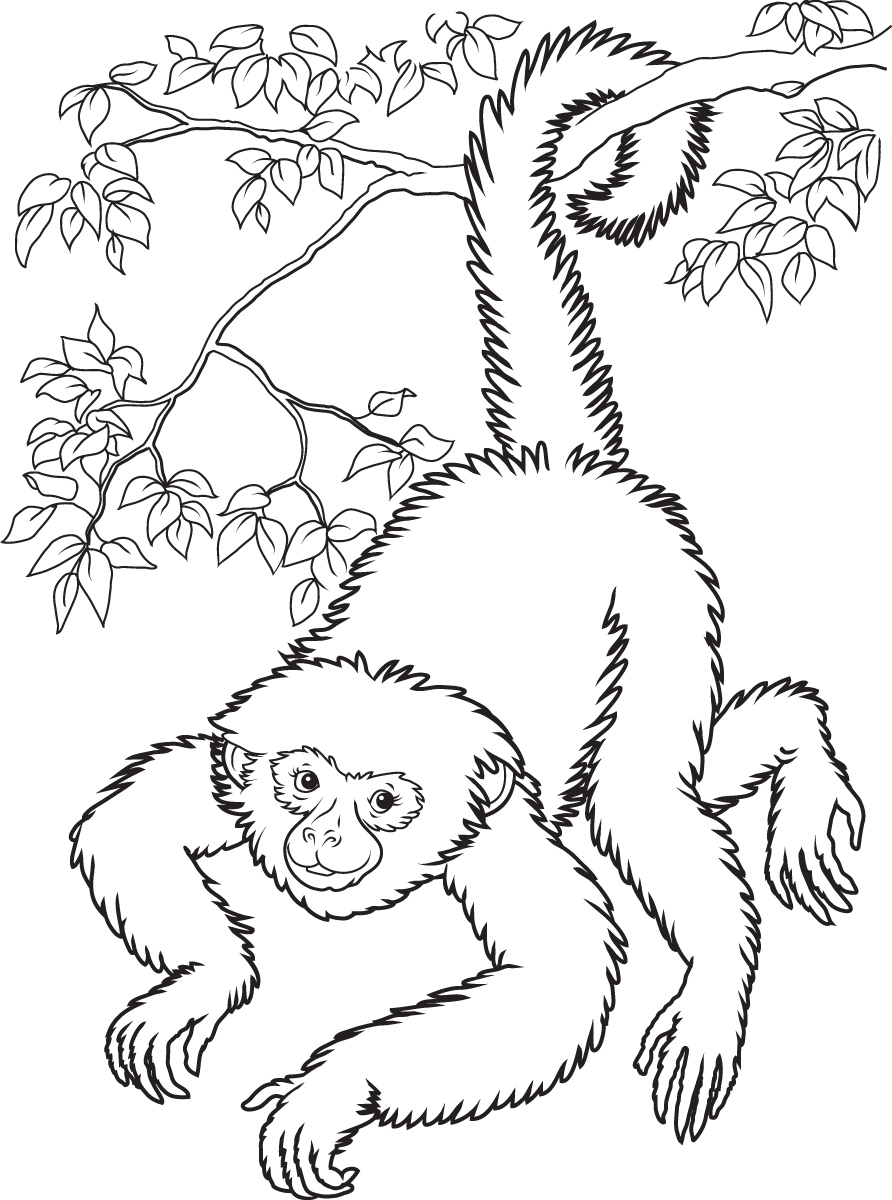 Monkey  black and white monkey cliparts and others art inspiration