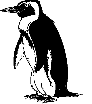 Penguin  black and white free penguin clip art 2