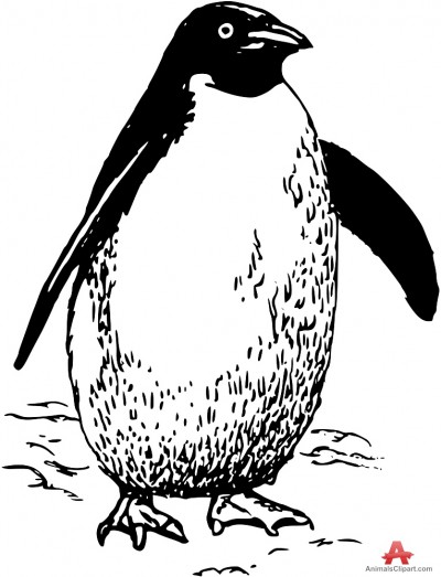 Penguin  black and white penguins animals clipart gallery free downloads by