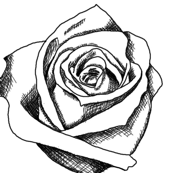 Rose  black and white black and white drawing of rose clipart