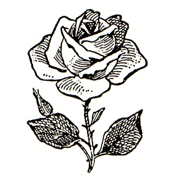 Rose  black and white clip art flowers black and white roses clipart