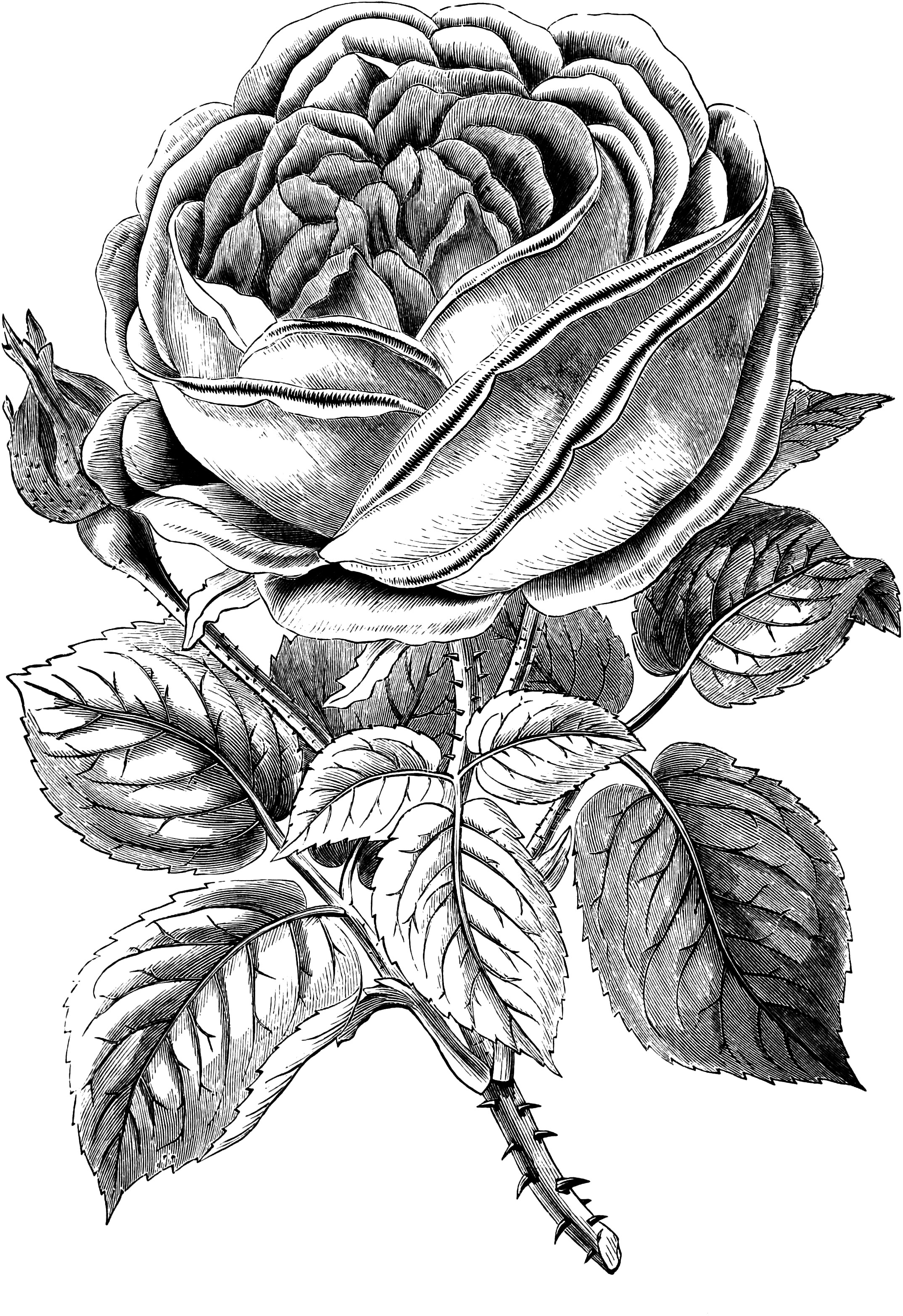 Rose  black and white free vintage rose clip art image oh so nifty graphics