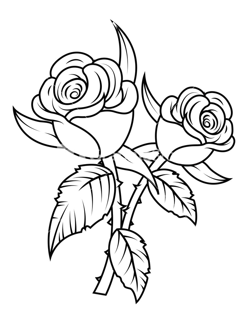 Rose  black and white rose flowers clipart black and white