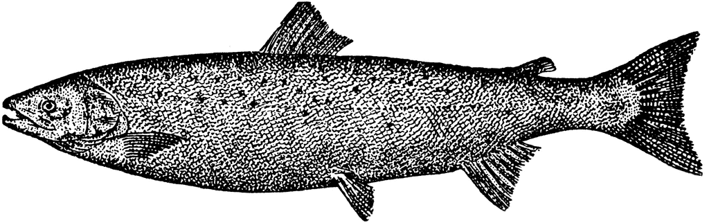 Salmon clip art 2 image 2