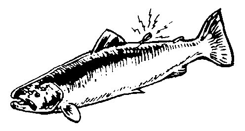 Salmon clip art 2 image 3