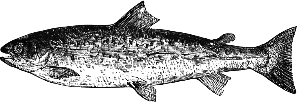 Salmon clipart etc image