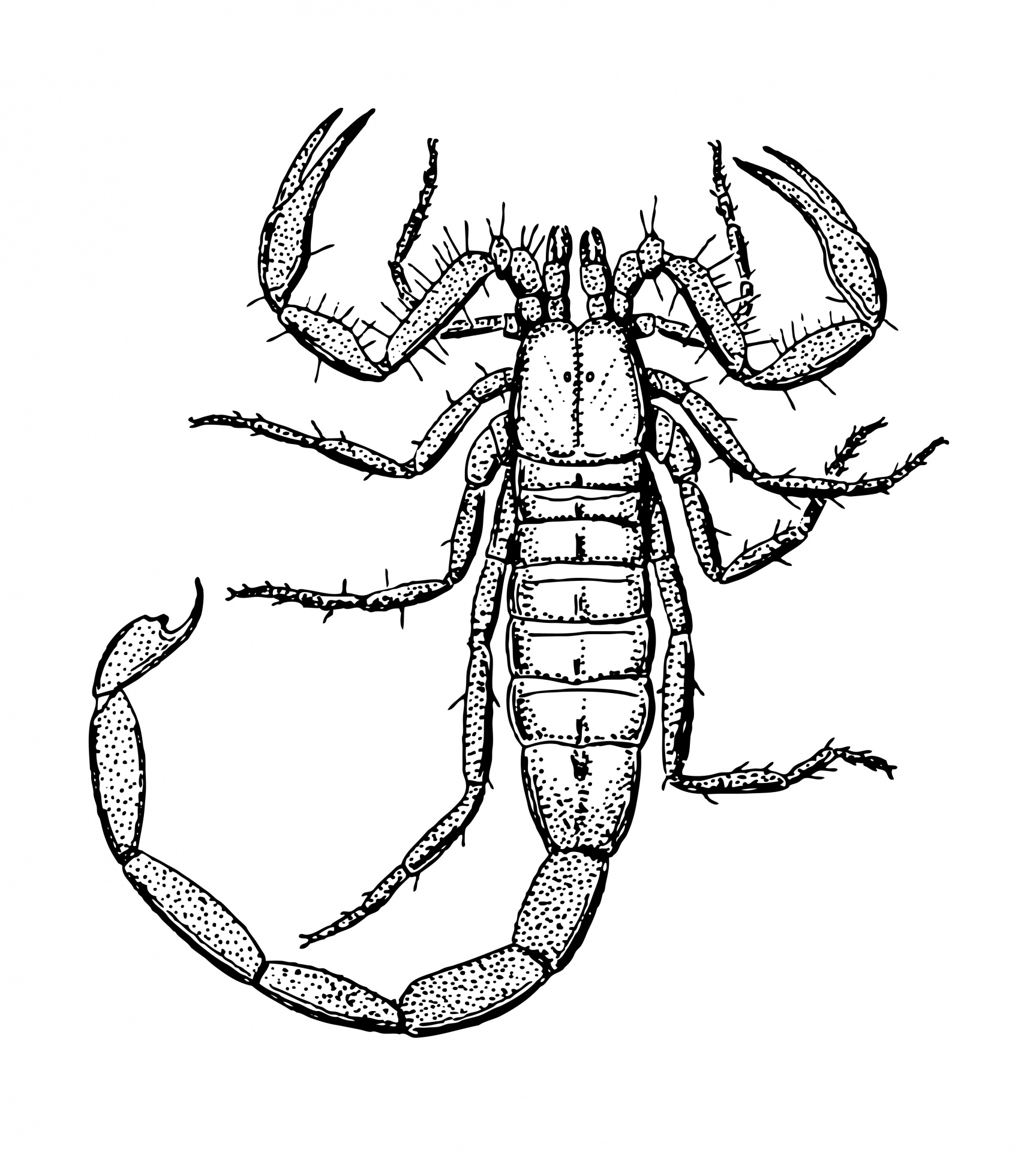 Scorpion clipart illustration free