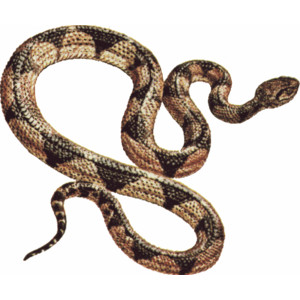 Snake clip art animals 2