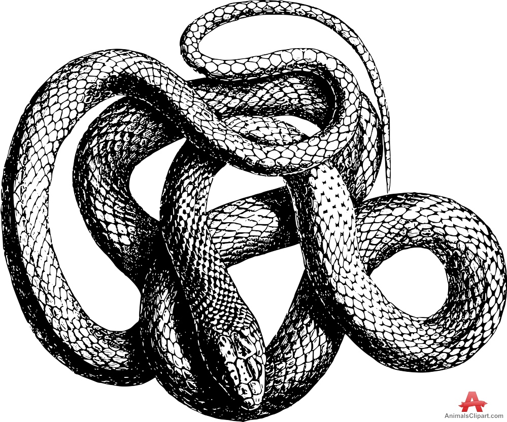 Snake clipart drawing free design download