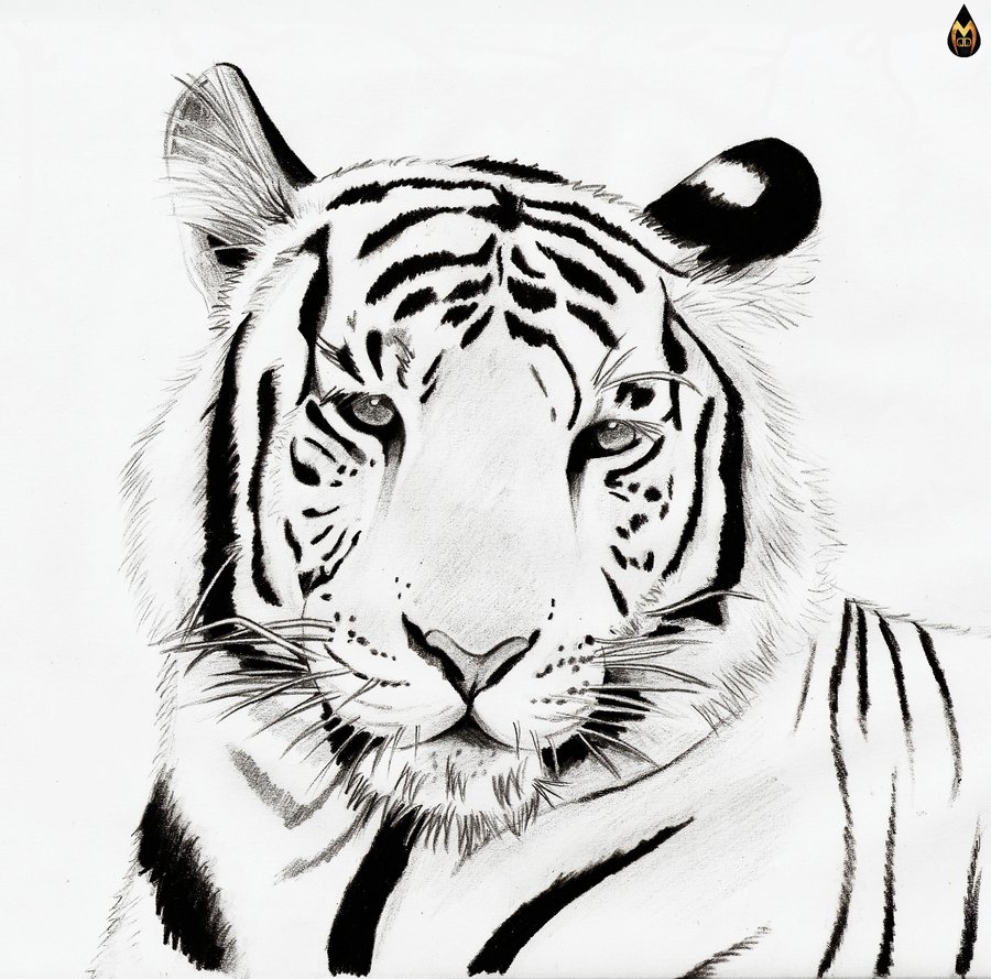 Tiger  black and white cute tiger clipart black and white cliparts and others art 2