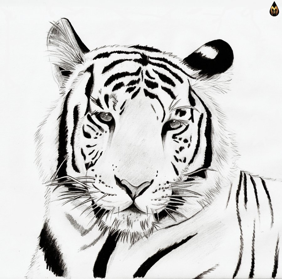 Tiger Black And White Cute Tiger Clipart Black And White Cliparts