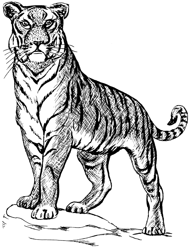 Tiger  black and white free black and white tiger clipart 1 page of clip art 2