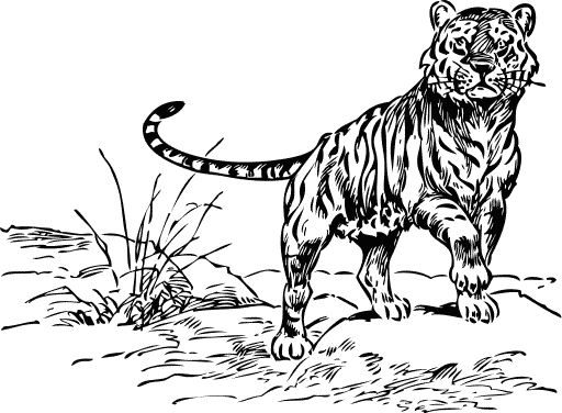 Tiger  black and white free black and white tiger clipart 1 page of clip art 5