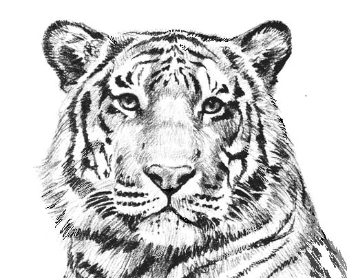 Tiger  black and white white tiger cliparts and others art inspiration