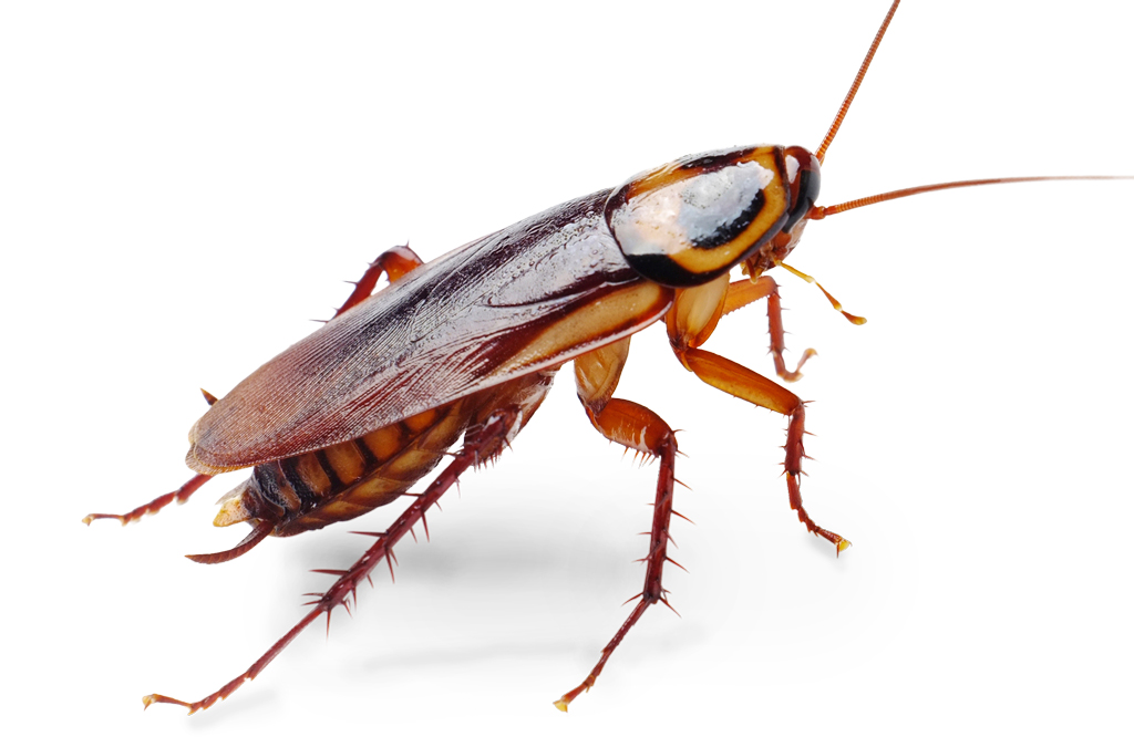 0 images about roaches on german cockroach pest clipart